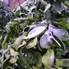 柑橘砂糖橘沃柑等果树冻害补救方法