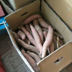 廊坊市安次区烟薯25三六两到六两到二斤