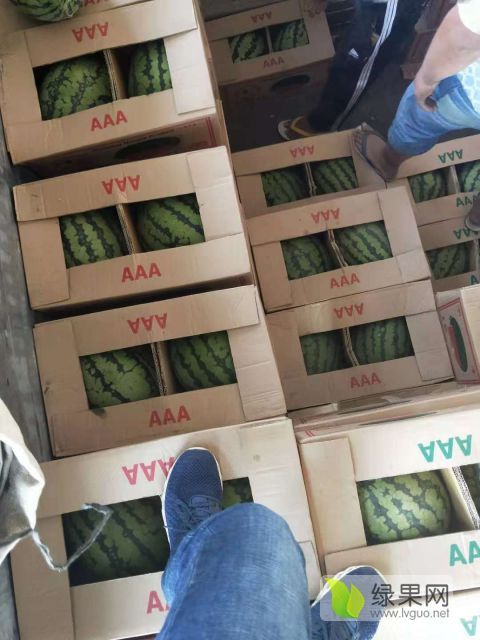 缅甸西瓜价格