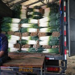 山东平度铁杆大葱随行就市