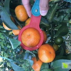 优质砂糖橘代办，诚信赢天下