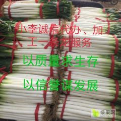 万亩大葱种植基地现已大量上市