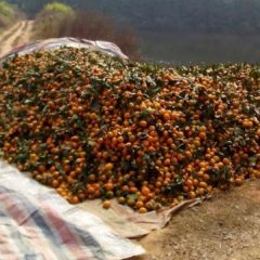 大量中晚熟叶橘上市，价钱低，4毛一斤