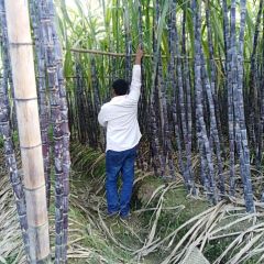 广东韶关翁源甘蔗开卖啦