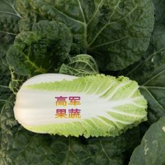 陕西蒲城娃娃菜大白菜大量上市中