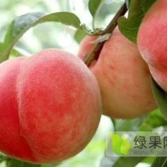 万亩桃园基地 沙红桃，松森桃，
