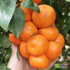 广西崇左砂糖橘火热上市