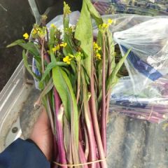 优质红菜苔：口感好，价格低