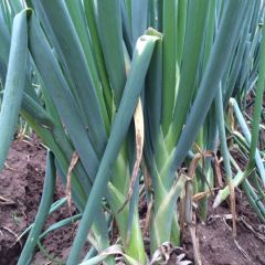 昌邑长白大葱大量上市啦