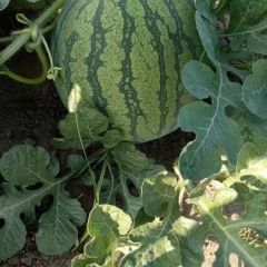 缅甸进口西瓜价格行情稳定