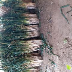 蔬菜客商你好：大量优质昌邑长白大葱供应