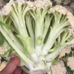 江苏徐州市沛县万亩有机蔬菜基地