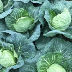 湖北甘蓝质优价廉，欢迎选购