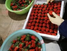 草莓 山东平度甜宝草莓 产地代办代收