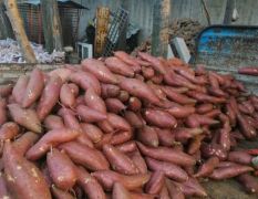 泗水红 供应商薯19 ：三两以上手选市场商品薯