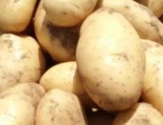 大量出售土豆，226荷兰十五