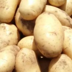 大量出售土豆，226荷兰十五