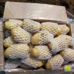山东露天优质荷兰十五土豆火热出售