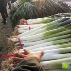 蠡县万亩大葱基地 专业队伍，起葱快，装车整齐