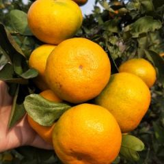 蜜桔产地直销诚信合作