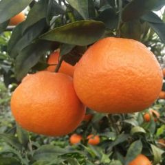 5万斤精品爱媛待售中