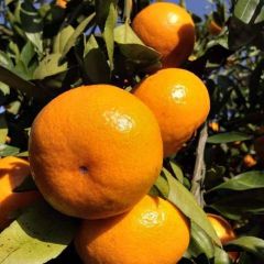 宜昌优质蜜橘，宜昌地处长江三峡地区，气候独特