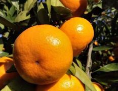 宜昌优质蜜橘，宜昌地处长江三峡地区，气候独特
