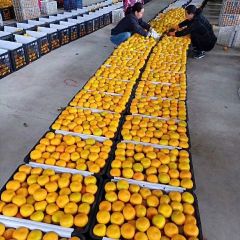 湖北省丹江口市习家店蜜橘大量上市