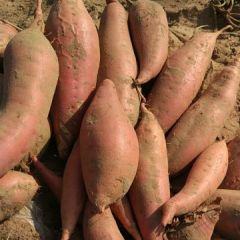 吃一口就不能放手的，烟薯25