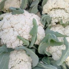 东明青梗白面松花菜，2斤适中，乳白