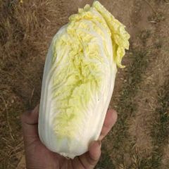 娃娃菜。301泡椒。螺丝椒。线椒。大白菜。