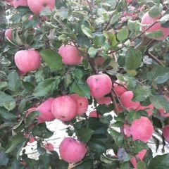 红富士苹果雹伤果质量不错