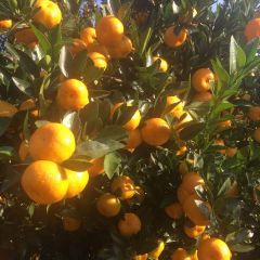 南丰蜜桔，棉橘