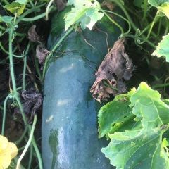 湖南墨龙大冬瓜