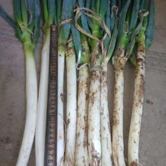 2018年新野铁杆大葱上市中