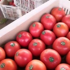 硬粉西红柿，品种齐全，果型好