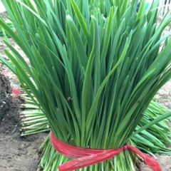 乐亭汉中韭菜王大量上市