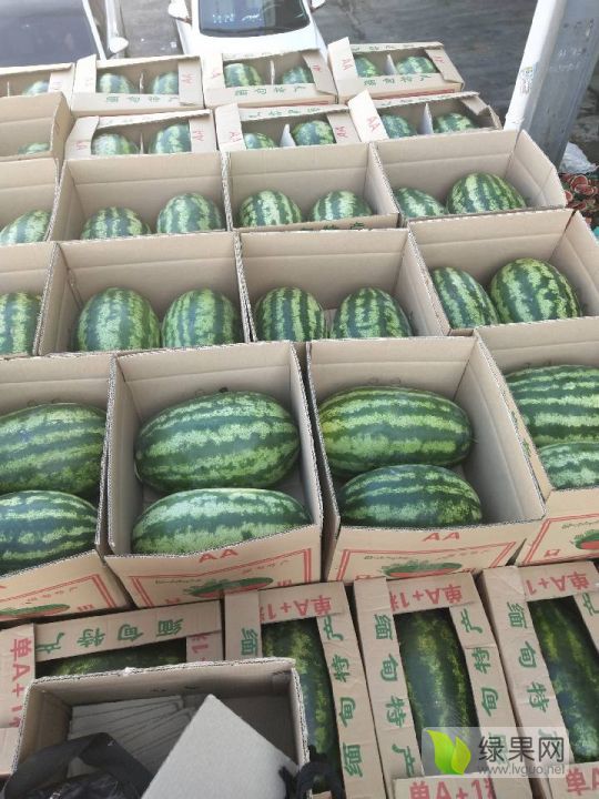 大花瓜855价格