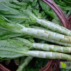 大量出售紫叶莴笋.皮薄肉嫩.个头大
