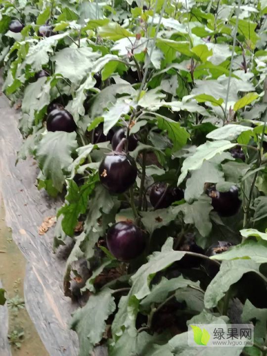 2018年山东聊城黑茄王价格