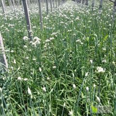 武山漆江英红根韭菜预购