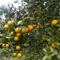 广西崇左皇帝柑