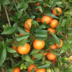 广西崇左东方红