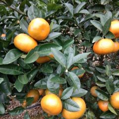 广西崇左默科特