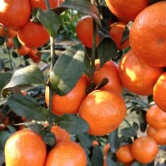 广西崇左砂糖桔