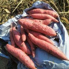 西瓜红小香薯热销中