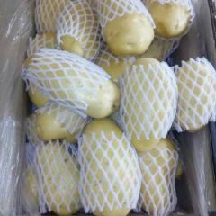 肥城王庄镇荷兰十五土豆正在出库中