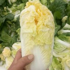 河南省内黄县华耐B1102娃娃菜已大量上市