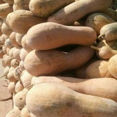 蜜本南瓜100多吨现货出售