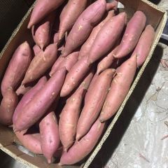 烟薯25，蜜薯里的战斗力。